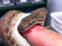 Bites - OUCH!!