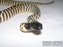 Black Headed Pythons