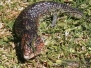 Bobtails n Bluetongues