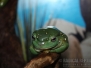 Froggies and Turtles