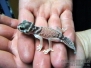 Geckos