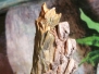 Lizards