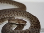 Stimsons Pythons