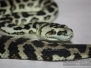 SW Carpet Python
